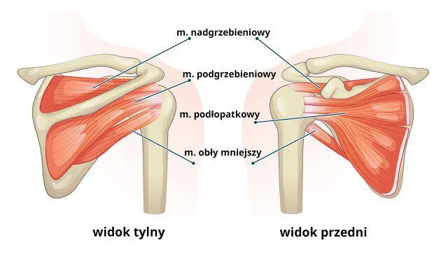 Ból barku przy podnoszeniu ręki – stożek rotatorów?