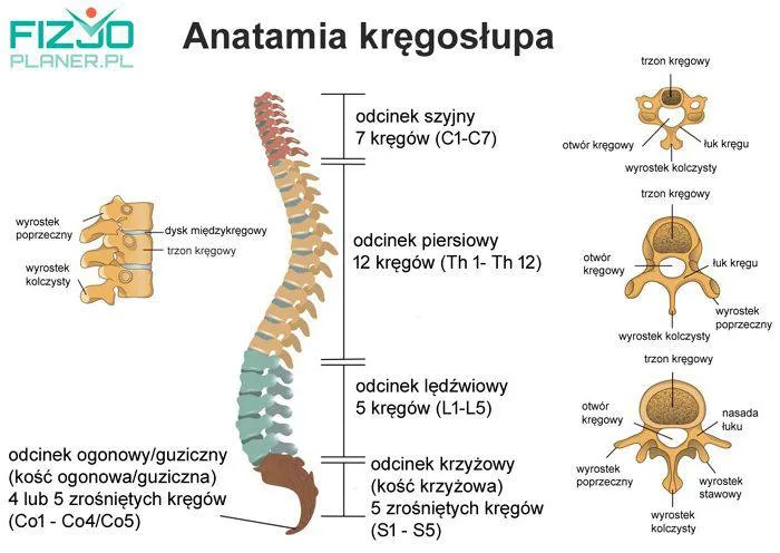 Ból odcinka piersiowego i między łopatkami