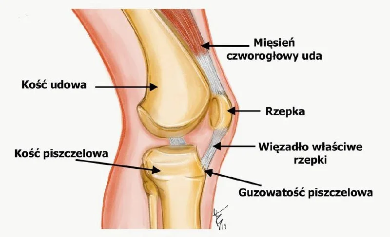 Kolano skoczka i kolano biegacza