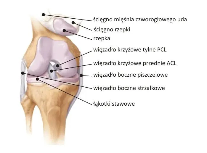 Rehabilitacja po rekonstrukcji ACL w Poznaniu