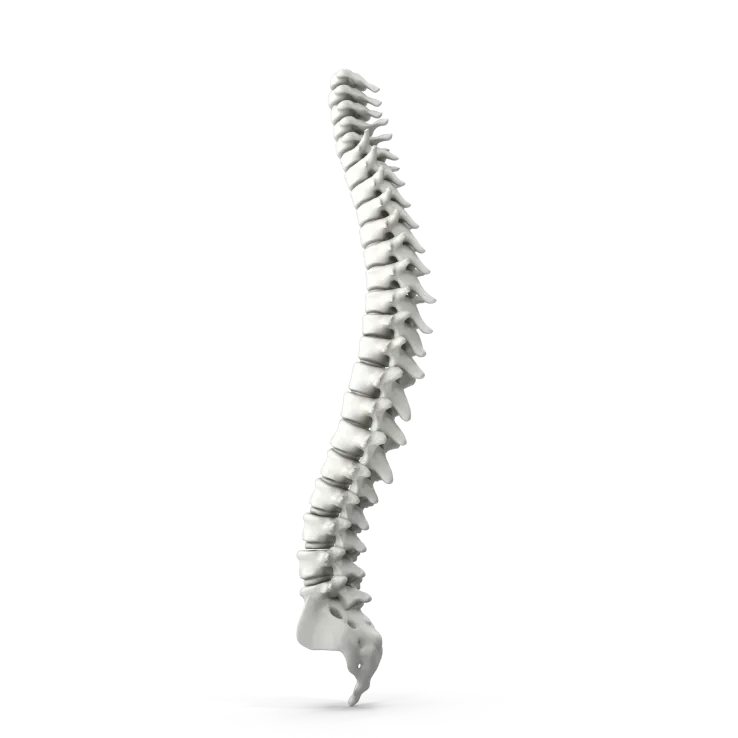 BoneImage